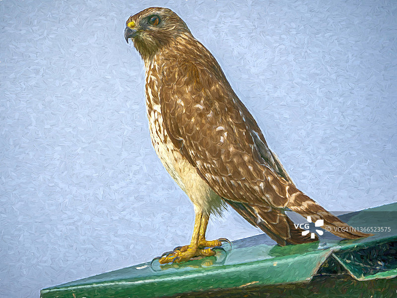 梵高印象红肩鹰图片素材