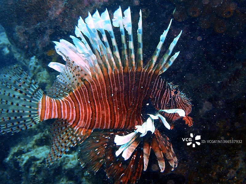 狮子鱼图片素材