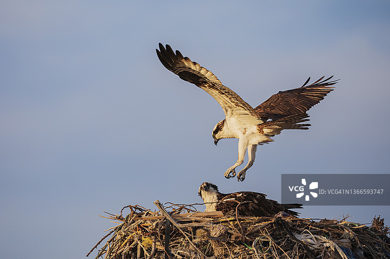 飞入巢穴与雌性会合的雄性鹗图片素材