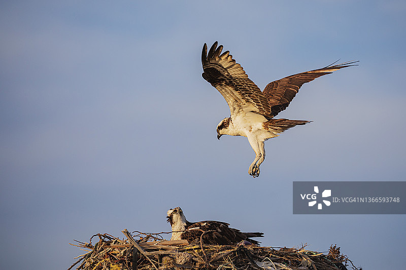 飞入巢穴与雌性会合的雄性鹗图片素材