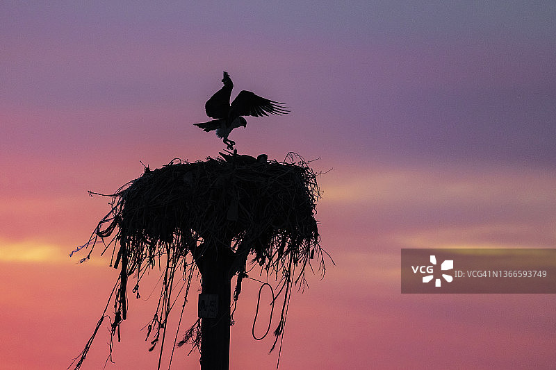 日落时分，鱼鹰落巢图片素材