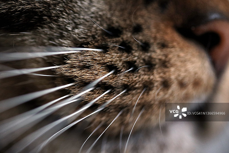 猫的胡须鼻子嗅觉味觉图片素材