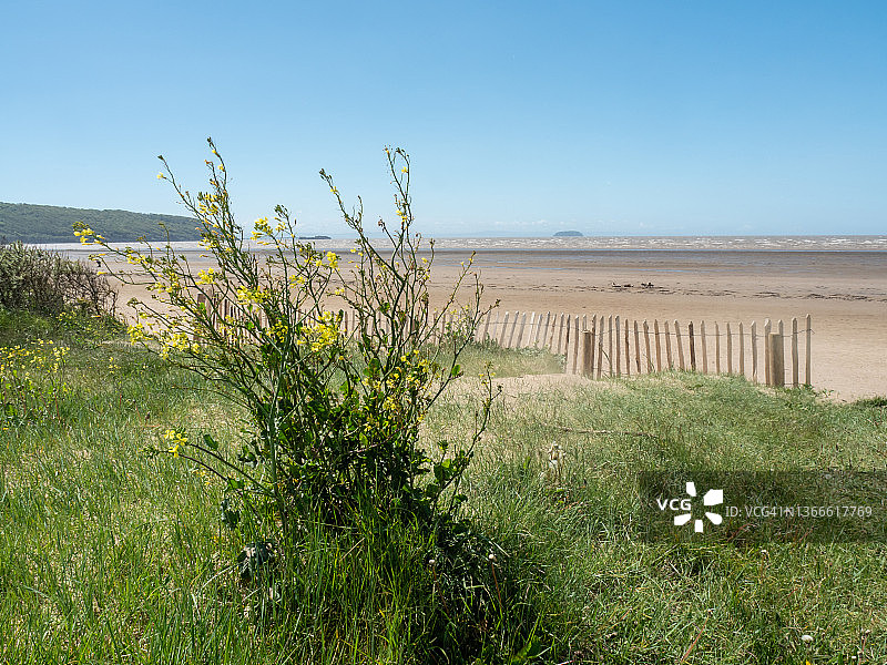 萨默塞特郡的沙湾海滩和沙丘图片素材