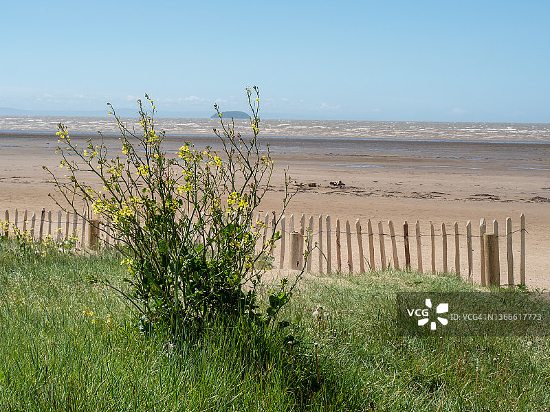 萨默塞特郡的沙湾海滩和沙丘图片素材