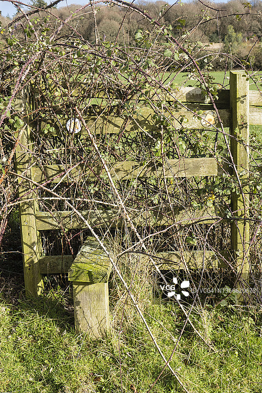 长满荆棘的木梯；图片来自英国威尔士蒙茅斯郡蒙茅斯郡路小径。一月图片素材