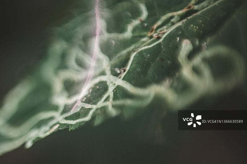 潜叶蛾特写图片素材