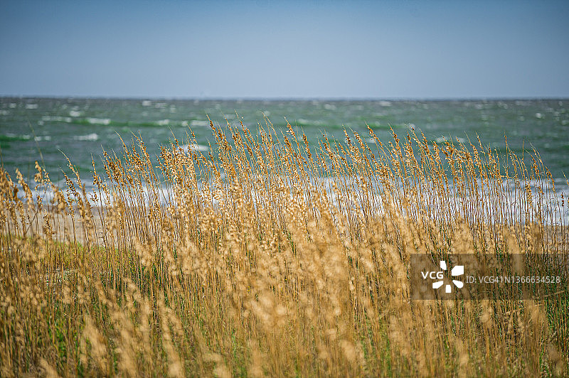 生长在大西洋海岸线附近沙丘上的海燕麦图片素材