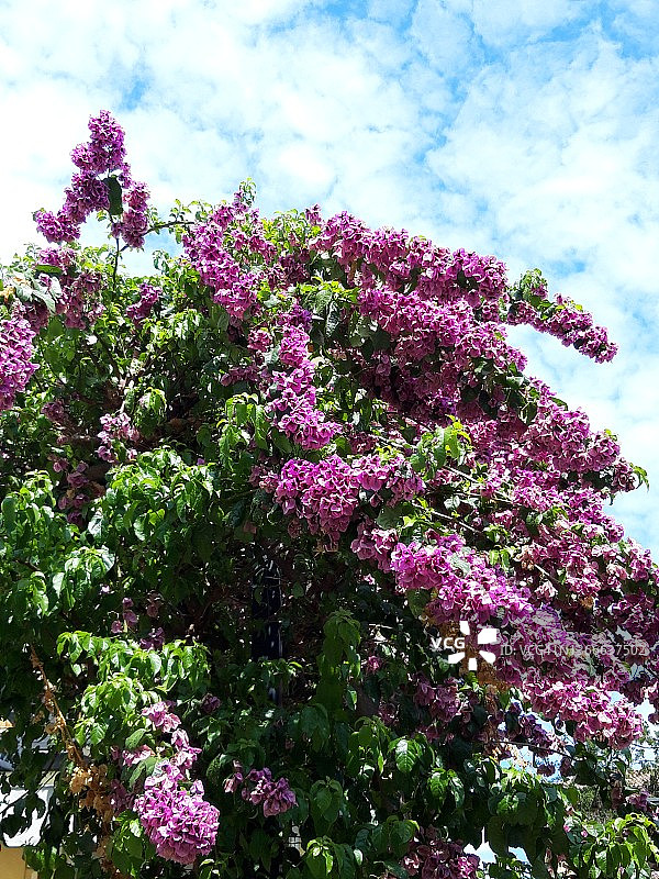 地中海粉红色植物图片素材