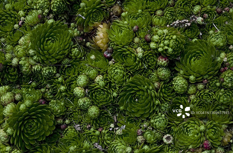 一整床的观音莲多肉植物照片图片素材