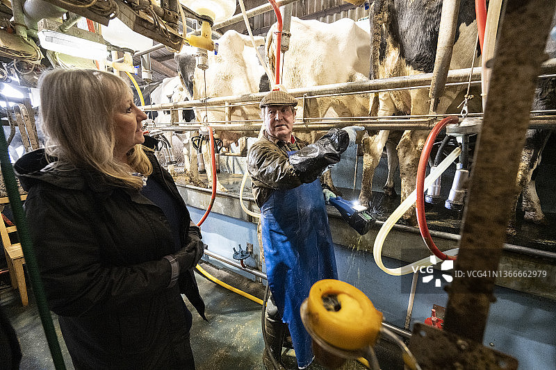 在挤奶厅工作的年长乳制品工人和农场主代理图片素材