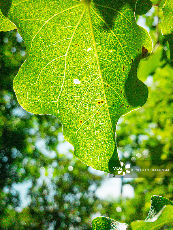 叶子细节图片素材