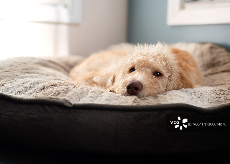 躺在白色床单上的奶油色和黄色拉布拉多犬幼犬图片素材