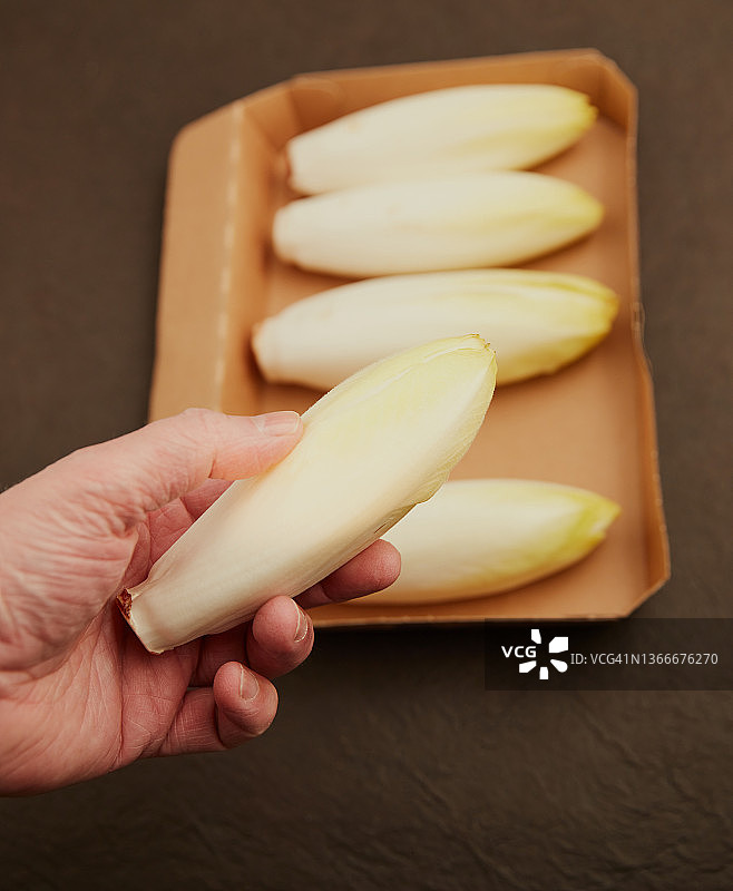 白玉兰图片素材