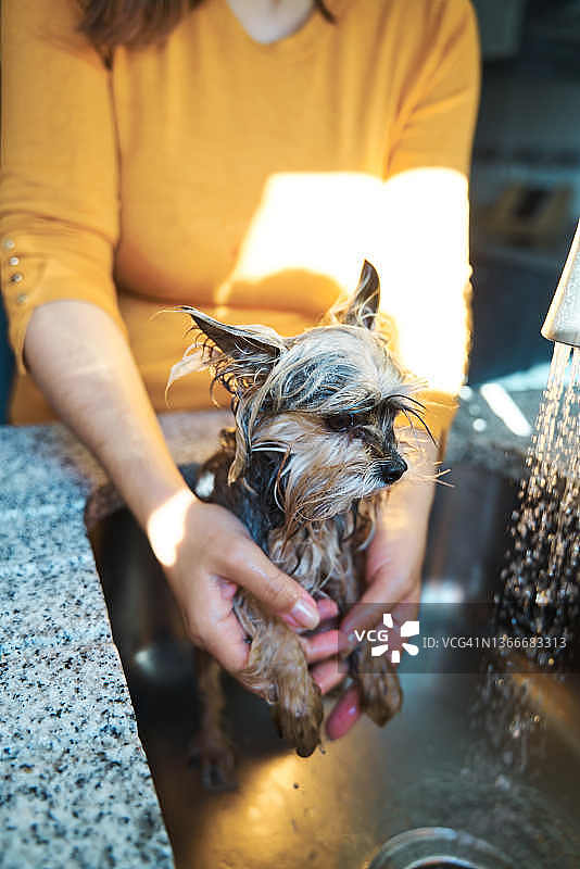 在宠物美容店给小狗洗澡的女人特写图片素材