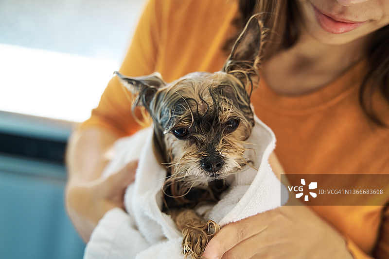 狗主人在家给小狗洗澡后用毛巾拥抱它的侧视图图片素材