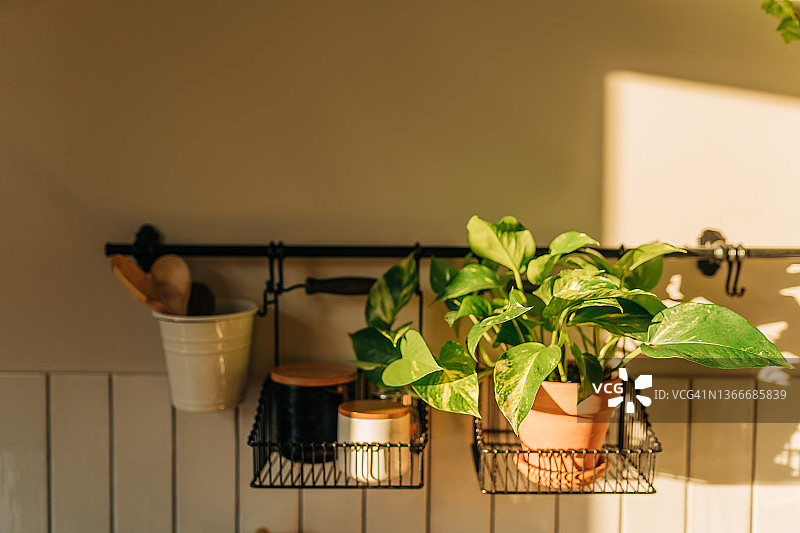 布什维克公寓窗台上的室内花园，布鲁克林图片素材