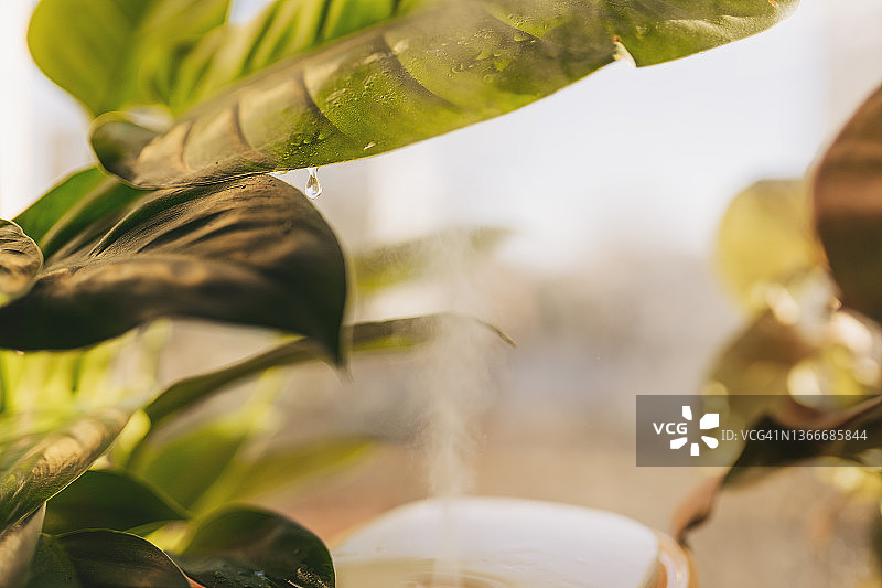 布什维克公寓窗台上的室内花园，布鲁克林图片素材