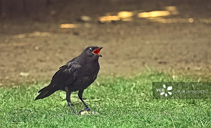 美洲乌鸦图片素材