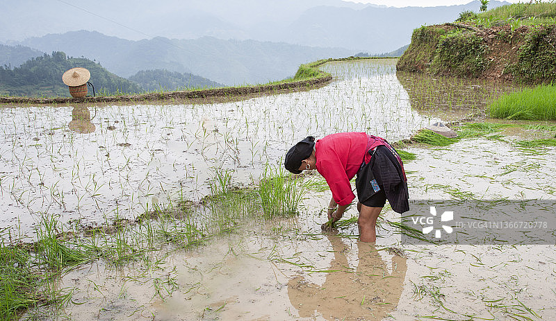 种植水稻的中国女人图片素材