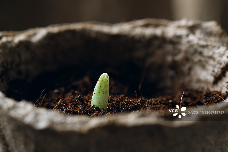 蔬菜或水果的幼苗图片素材