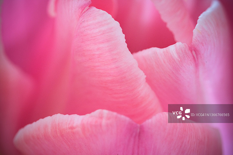 粉色郁金香特写图片素材