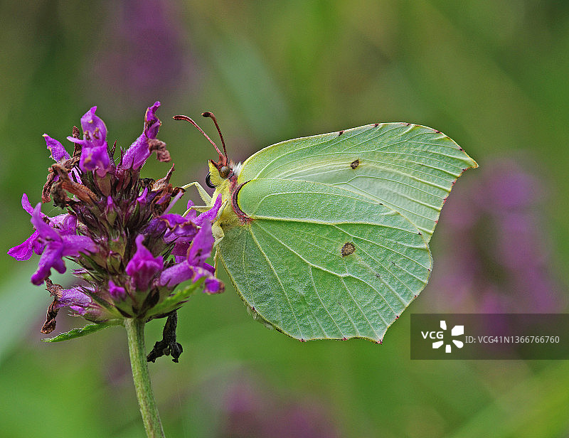 硫磺蝴蝶图片素材