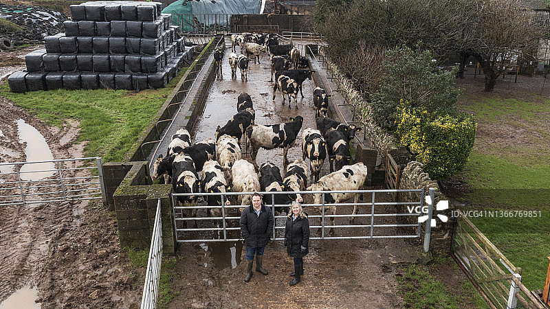 俯瞰威尔士奶农、代理商和荷斯坦奶牛图片素材