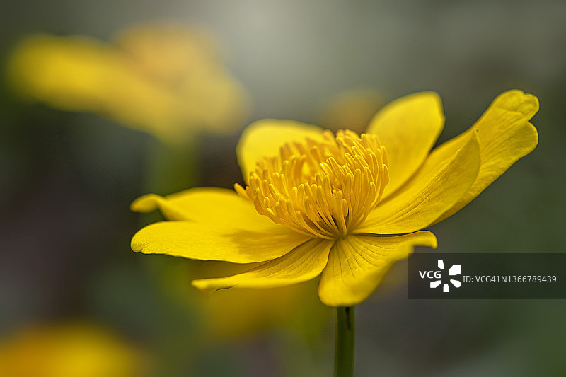 美丽的黄色金盏花图片素材