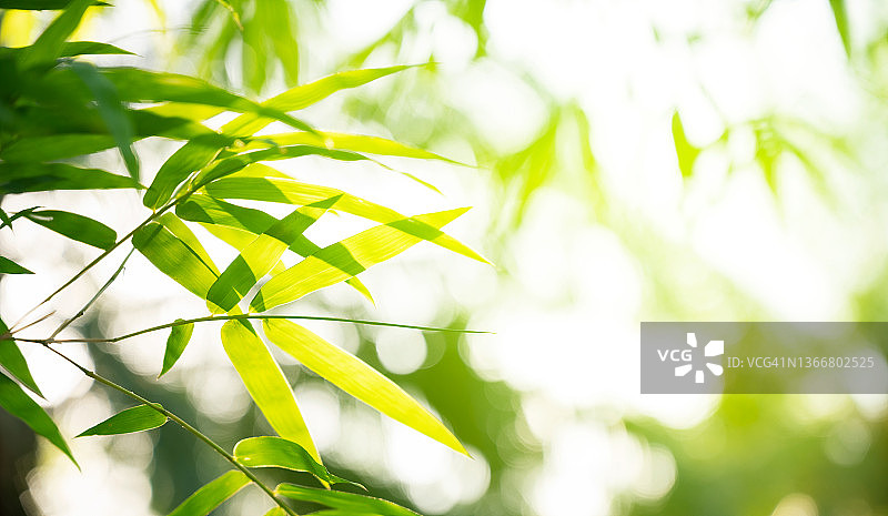 绿色竹叶背景图片素材