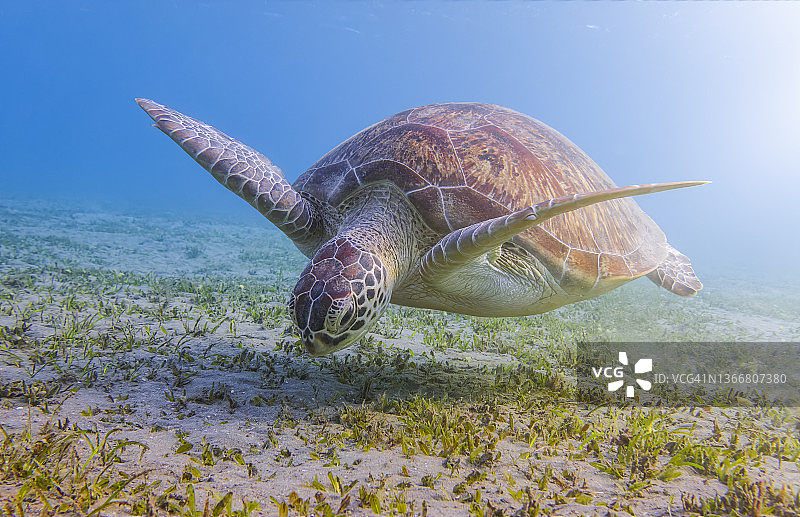 在红海海草床上吃草的绿海龟-埃及马萨阿拉姆图片素材