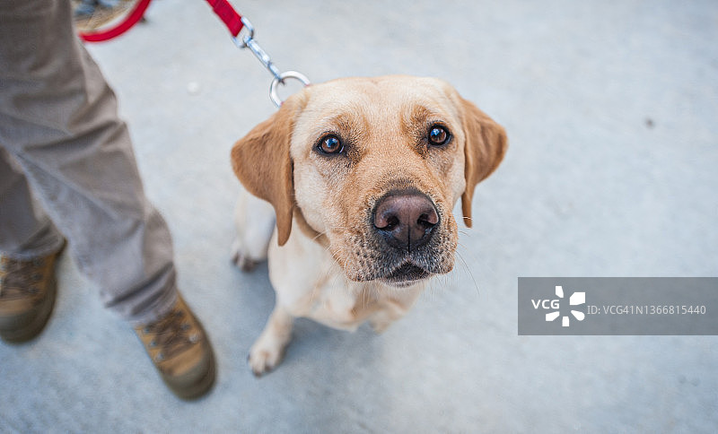 特写：警觉的黄色拉布拉多寻回犬，牵引绳引导图片素材