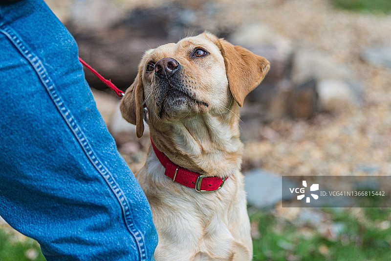 黄色拉布拉多寻回犬仰望主人特写图片素材