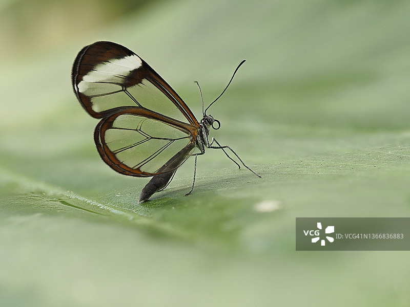 透翅蝶停留在树叶上特写图片素材