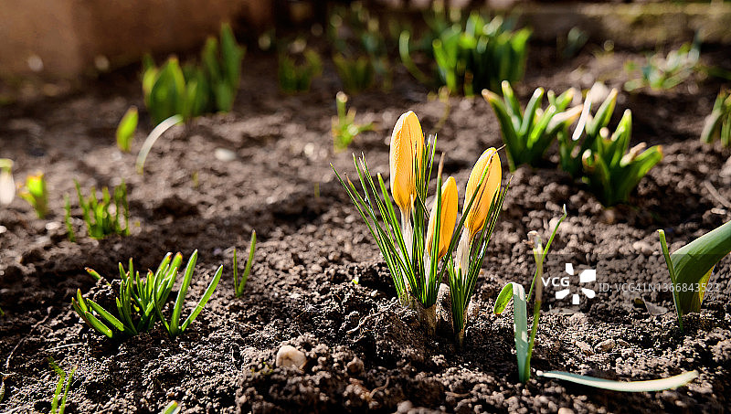 田野上盛开的黄色番红花特写图片素材