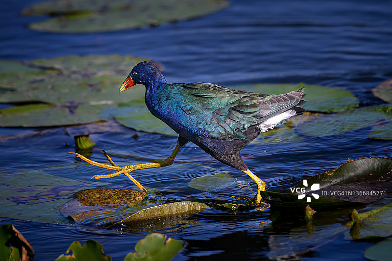 美国的紫水鸡在佛罗里达州威尼斯地区的奥杜邦鸟类保护区中行走图片素材