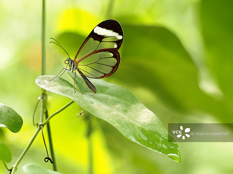 玻璃翼蝶停留在树叶上图片素材
