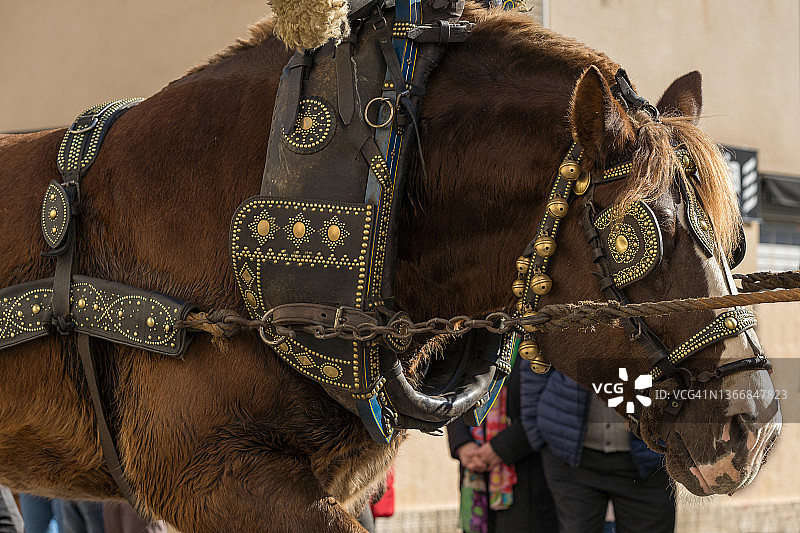 大型挽马的马具特写图片素材