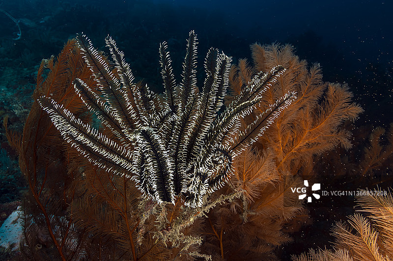 海百合图片素材
