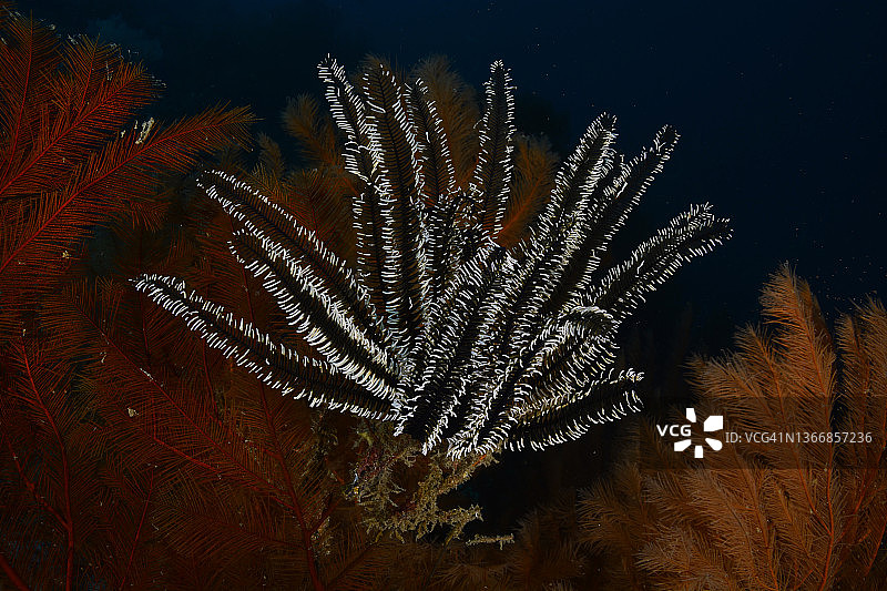 黑白色海百合图片素材