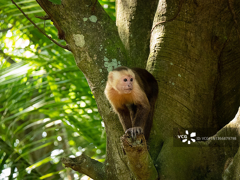 在树枝上悬挂的巴拿马白面卷尾猴图片素材