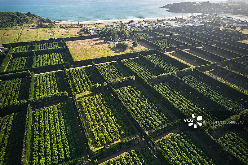 猕猴桃果园图片素材