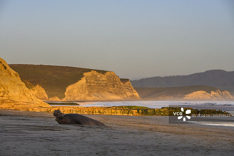 北象海豹图片素材