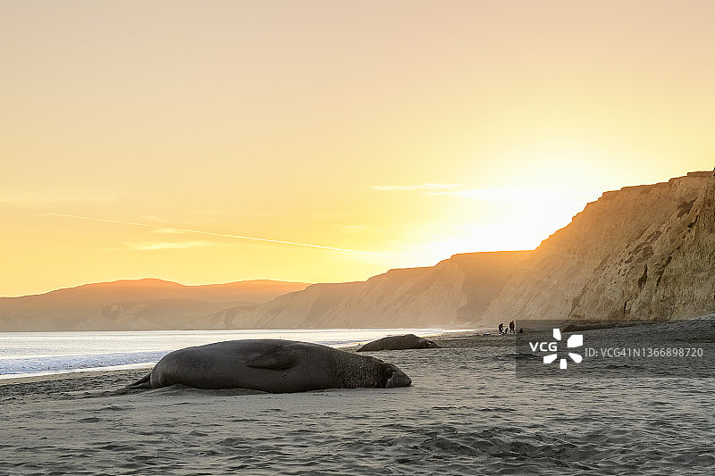 北象海豹图片素材