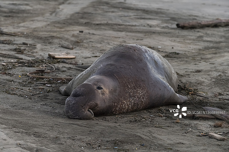 北象海豹图片素材