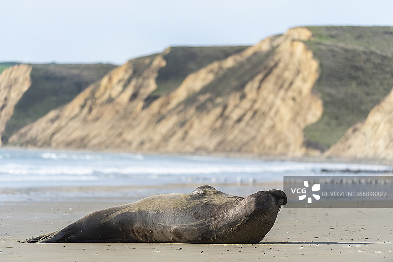北象海豹图片素材