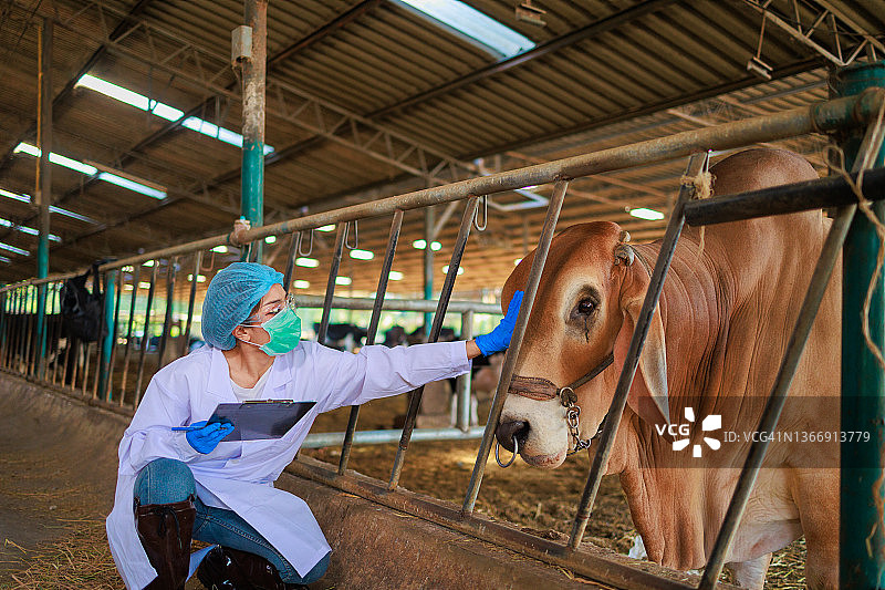亚洲女兽医在畜牧场使用平板电脑图片素材