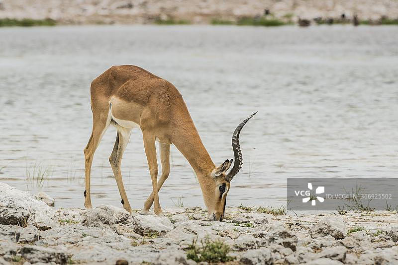 黑脸高角羚（Aepyceros melampus petersi），成年雄性在水坑，埃托沙国家公园，纳米比亚图片素材