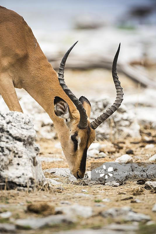 埃托沙国家公园的黑脸黑斑羚成年雄性图片素材
