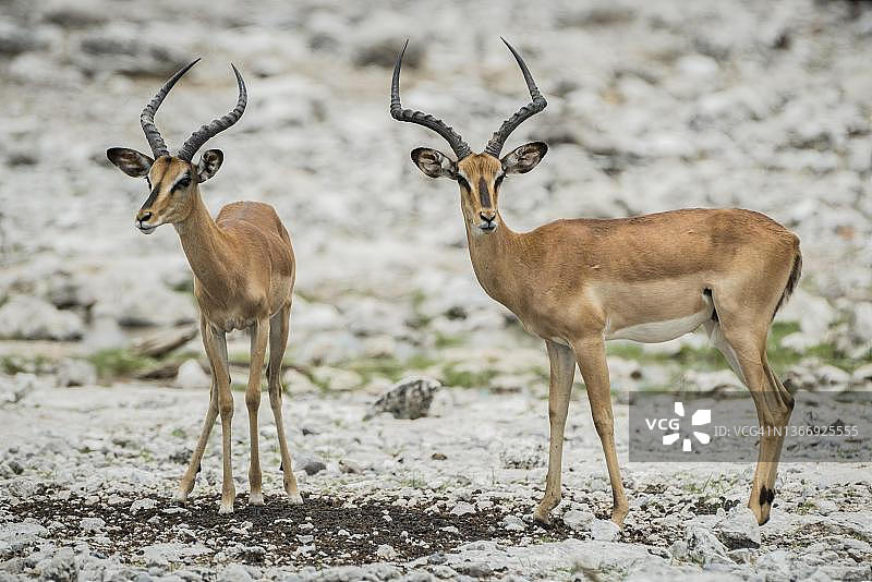 埃托沙国家公园的黑脸黑斑羚成年雄性图片素材