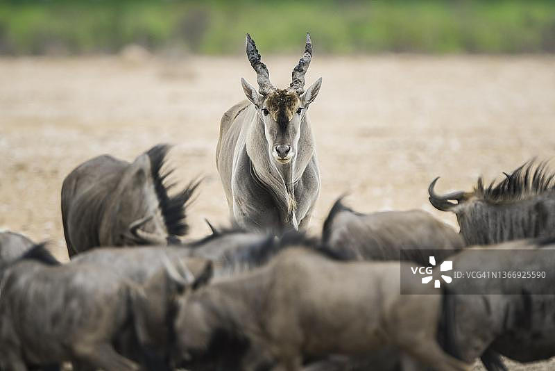 非洲大羚羊和蓝角马，纳米比亚埃托沙国家公园图片素材
